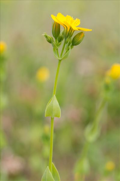 Blackstonia perfoliata (L.) Huds.