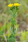 Blackstonia perfoliata (L.) Huds. subsp. perfoliata