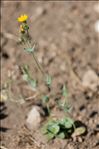 Blackstonia perfoliata (L.) Huds.