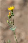 Blackstonia perfoliata (L.) Huds. subsp. perfoliata