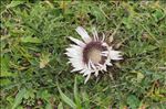 Carlina acaulis subsp. caulescens (Lam.) Schübler & G.Martens