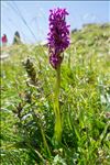 Dactylorhiza incarnata subsp. cruenta (O.F.Müll.) P.D.Sell