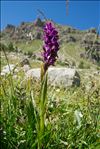 Dactylorhiza incarnata subsp. cruenta (O.F.Müll.) P.D.Sell