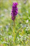 Dactylorhiza incarnata subsp. cruenta (O.F.Müll.) P.D.Sell