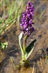 Dactylorhiza incarnata subsp. cruenta (O.F.Müll.) P.D.Sell