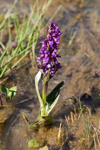 Dactylorhiza incarnata subsp. cruenta (O.F.Müll.) P.D.Sell