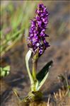 Dactylorhiza incarnata subsp. cruenta (O.F.Müll.) P.D.Sell