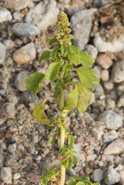 Amaranthus blitum L.