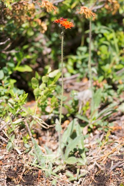 Pilosella aurantiaca (L.) F.W.Schultz & Sch.Bip. subsp. aurantiaca