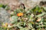 Pilosella aurantiaca (L.) F.W.Schultz & Sch.Bip. subsp. aurantiaca