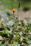 Pilosella aurantiaca (L.) F.W.Schultz & Sch.Bip. subsp. aurantiaca
