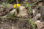 Hippocrepis comosa L.