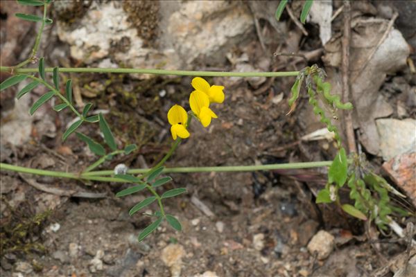 Hippocrepis comosa L.