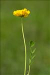 Hippocrepis comosa L.