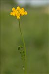 Hippocrepis comosa L.