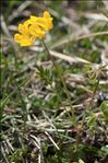 Hippocrepis comosa L.