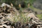 Koeleria vallesiana subsp. humilis Braun-Blanq.