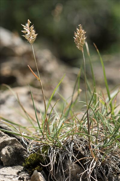 Koeleria vallesiana subsp. humilis Braun-Blanq.