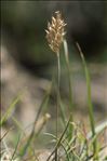 Koeleria vallesiana subsp. humilis Braun-Blanq.