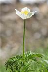 Anemone alpina L. subsp. alpina