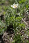 Anemone alpina L. subsp. alpina