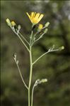 Hieracium maculatum Schrank