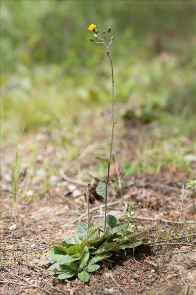 Hieracium maculatum Schrank