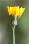 Hieracium maculatum Schrank