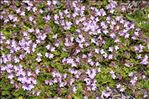 Thymus drucei Ronniger