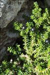 Empetrum nigrum subsp. hermaphroditum (Hagerup) Böcher