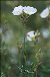 Cistus umbellatus L. subsp. umbellatus