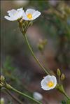 Cistus umbellatus L. subsp. umbellatus