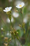 Cistus umbellatus L. subsp. umbellatus