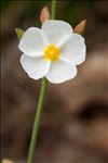 Cistus umbellatus L. subsp. umbellatus