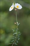 Cistus umbellatus L. subsp. umbellatus