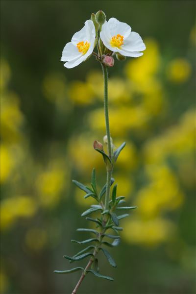 Cistus umbellatus L. subsp. umbellatus