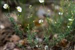 Cistus umbellatus L. subsp. umbellatus