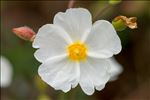 Cistus umbellatus L. subsp. umbellatus