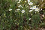 Cistus umbellatus L. subsp. umbellatus