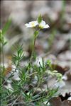 Cistus umbellatus L. subsp. umbellatus