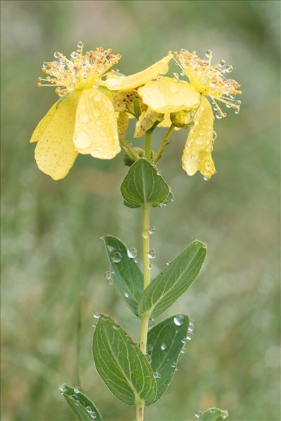 Hypericum richeri subsp. burseri (DC.) Nyman