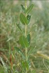 Hypericum richeri subsp. burseri (DC.) Nyman