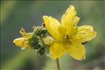 Hypericum richeri Vill. subsp. richeri