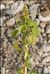 Amaranthus blitum subsp. emarginatus (Salzm. ex Uline & W.L.Bray) Carretero, Muñoz Garm. & Pedrol