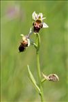 Ophrys scolopax Cav. subsp. scolopax