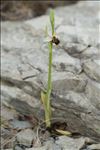 Ophrys scolopax subsp. apiformis (Desf.) Maire & Weiller