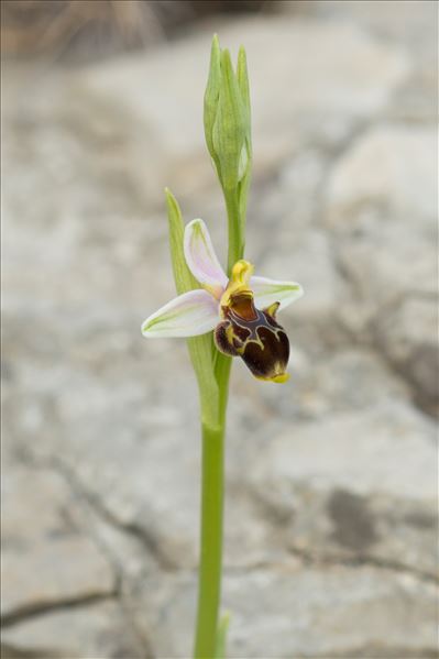 Ophrys scolopax subsp. apiformis (Desf.) Maire & Weiller
