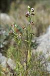 Ophrys scolopax subsp. apiformis (Desf.) Maire & Weiller