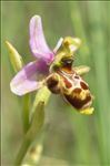 Ophrys scolopax subsp. apiformis (Desf.) Maire & Weiller