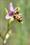 Ophrys scolopax subsp. apiformis (Desf.) Maire & Weiller